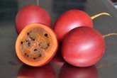 Cà chua độc lạ giá 1 triệu đồng/kg một thời giờ ra sao? Cà chua độc lạ giá 1 triệu đồng/kg một thời giờ ra sao?
