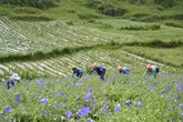 Phát triển chuỗi giá trị dược liệu sạch chuẩn hóa nâng tầm Việt Nam trên bản đồ dược liệu thế giới Phát triển chuỗi giá trị dược liệu sạch chuẩn hóa nâng tầm Việt Nam trên bản đồ dược liệu thế giới