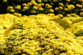 8x giàu to nhờ bỏ phố về quê trồng thứ ở Việt Nam có giá rẻ bèo 8x giàu to nhờ bỏ phố về quê trồng thứ ở Việt Nam có giá rẻ bèo