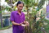 Thầy giáo cất công đưa lúa tím có mùi thơm hoa hồng vào chậu... trưng Tết Thầy giáo cất công đưa lúa tím có mùi thơm hoa hồng vào chậu... trưng Tết