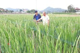 Bỏ rau sạch, trồng hoa thu nhập 400-500 triệu đồng mỗi năm Bỏ rau sạch, trồng hoa thu nhập 400-500 triệu đồng mỗi năm