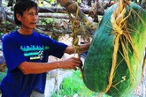 Giải mã bí ẩn ở vùng đất trồng được loại bí gần 100kg/quả Giải mã bí ẩn ở vùng đất trồng được loại bí gần 100kg/quả