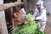 Giá rau xanh giảm đến 50 lần, nông dân đổ cho bò ăn Giá rau xanh giảm đến 50 lần, nông dân đổ cho bò ăn