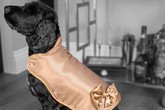 Sốc: Áo dành cho thú cưng của hội nhà giàu có giá đắt ngang... biệt thự Sốc: Áo dành cho thú cưng của hội nhà giàu có giá đắt ngang... biệt thự
