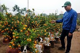 Đào, quất Tết sẽ “đứng giá” Đào, quất Tết sẽ “đứng giá”