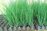3 cách trồng hành lá tại nhà không cần đất hay chậu 3 cách trồng hành lá tại nhà không cần đất hay chậu