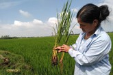 Huyện Quảng Xương (Thanh Hoá): Nông dân có nguy cơ đói vì lúa “lạ” Huyện Quảng Xương (Thanh Hoá): Nông dân có nguy cơ đói vì lúa “lạ”