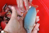 Nuôi loài cá heo bé tí trên sông, bán 320-380.000 đồng/kg Nuôi loài cá heo bé tí trên sông, bán 320-380.000 đồng/kg