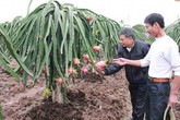 Anh nông dân bỏ 32 chỉ vàng thuê đất bạc màu trồng thanh long, lãi vài trăm triệu/năm Anh nông dân bỏ 32 chỉ vàng thuê đất bạc màu trồng thanh long, lãi vài trăm triệu/năm