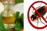 6 cách đuổi gián "triệt để" đơn giản bằng nguyên liệu tự nhiên, không dùng hóa chất 6 cách đuổi gián "triệt để" đơn giản bằng nguyên liệu tự nhiên, không dùng hóa chất