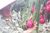 Chị nông dân “bỏ túi” hơn 100 triệu/năm nhờ trồng thanh long Chị nông dân “bỏ túi” hơn 100 triệu/năm nhờ trồng thanh long