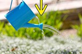 Sợ hãi thuốc diệt cỏ? Đừng lo lắng, bạn có thể diệt cỏ dại trong vườn nhà với những nguyên liệu thiên nhiên có sẵn này! Sợ hãi thuốc diệt cỏ? Đừng lo lắng, bạn có thể diệt cỏ dại trong vườn nhà với những nguyên liệu thiên nhiên có sẵn này!