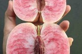 Đào 'Tôn Ngộ Không' xách tay giá cao gấp 5 lần hàng chợ Đào 'Tôn Ngộ Không' xách tay giá cao gấp 5 lần hàng chợ