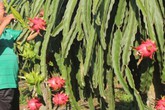 Lão nông lãi nửa tỷ đồng mỗi năm từu trồng thanh long trên mảnh đất cằn cỗi Lão nông lãi nửa tỷ đồng mỗi năm từu trồng thanh long trên mảnh đất cằn cỗi