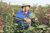 Bỏ lúa trồng hoa hồng, thu hơn 30 triệu đồng/sào Bỏ lúa trồng hoa hồng, thu hơn 30 triệu đồng/sào