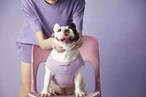 Ngành dịch vụ dành cho chó nhà giàu đang bùng nổ Ngành dịch vụ dành cho chó nhà giàu đang bùng nổ