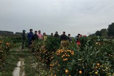 Công an truy tìm đối tượng phá hoại hơn 400 cây quất Tết Công an truy tìm đối tượng phá hoại hơn 400 cây quất Tết