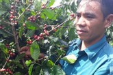 Chàng trai nghèo biến 1ha nương đầy cỏ dại bố mẹ cho thành đồi cà phê cho thu nhập cao Chàng trai nghèo biến 1ha nương đầy cỏ dại bố mẹ cho thành đồi cà phê cho thu nhập cao