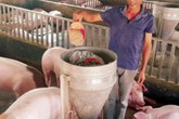 Nam Định: Nuôi lợn bằng hoa quả, nhân sâm Nam Định: Nuôi lợn bằng hoa quả, nhân sâm
