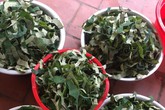 Loại lá mọc tràn ao bùn Việt Nam, 400 ngàn/kg, chị em ưa dùng để giữ eo Loại lá mọc tràn ao bùn Việt Nam, 400 ngàn/kg, chị em ưa dùng để giữ eo