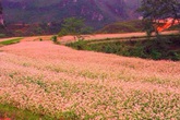 Tam giác mạch - loài hoa kỳ lạ ăn rất ngon, trời ban cứu đói cho người nghèo và là thuốc cho người giàu Tam giác mạch - loài hoa kỳ lạ ăn rất ngon, trời ban cứu đói cho người nghèo và là thuốc cho người giàu