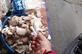 Nấm tươi bày bán la liệt ở chợ dân sinh dễ có độc tố Nấm tươi bày bán la liệt ở chợ dân sinh dễ có độc tố