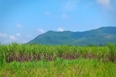 Huyện Nông Cống (Thanh Hóa): Hàng trăm hộ dân lao đao vì doanh nghiệp mua nguyên vật liệu không trả tiền Huyện Nông Cống (Thanh Hóa): Hàng trăm hộ dân lao đao vì doanh nghiệp mua nguyên vật liệu không trả tiền