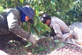 Lênh đênh phận người vượt hàng trăm cây số hái cà phê thuê kiếm Tết Lênh đênh phận người vượt hàng trăm cây số hái cà phê thuê kiếm Tết