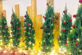 Thông tươi chơi Noel, 30 triệu/cây trưng mấy hôm rồi làm củi Thông tươi chơi Noel, 30 triệu/cây trưng mấy hôm rồi làm củi