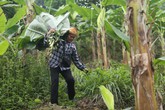 Người phụ nữ 35 năm hái lá chuối rừng mưu sinh Người phụ nữ 35 năm hái lá chuối rừng mưu sinh