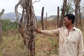 Huyện Chư Pưh, tỉnh Gia Lai: Người dân lao đao vì “vàng đen” Huyện Chư Pưh, tỉnh Gia Lai: Người dân lao đao vì “vàng đen”