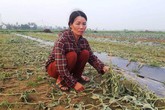 Năm sào dưa hấu chặt lìa gốc qua 1 đêm: Chị nông dân nghèo khóc nấc Năm sào dưa hấu chặt lìa gốc qua 1 đêm: Chị nông dân nghèo khóc nấc