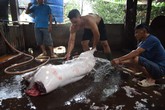 Đồng Nai: Ngang nhiên giết mổ heo dơ bẩn Đồng Nai: Ngang nhiên giết mổ heo dơ bẩn