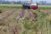 Nam Định: Đã xác định được danh tính thi thể thanh niên đang phân hủy ở đồng lúa Nam Định: Đã xác định được danh tính thi thể thanh niên đang phân hủy ở đồng lúa
