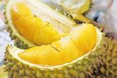 Tại sao sầu riêng lại có mùi “khó ngửi” khiến nhiều người ghét nhưng cũng nhiều người yêu? Tại sao sầu riêng lại có mùi “khó ngửi” khiến nhiều người ghét nhưng cũng nhiều người yêu?