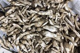 Các bà nội trợ đua nhau săn 'đặc sản trời cho' mọc từ tổ mối giá gần 800.000 đồng/1kg Các bà nội trợ đua nhau săn 'đặc sản trời cho' mọc từ tổ mối giá gần 800.000 đồng/1kg