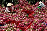 Cảnh báo gấp: Rau ngót, thanh long xuất Nhật nhiễm hoá chất vượt mức Cảnh báo gấp: Rau ngót, thanh long xuất Nhật nhiễm hoá chất vượt mức