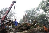 Tiết lộ nguyên nhân hoãn lần 2 phiên đấu giá gỗ sưa trăm tỷ ở Hà Nội Tiết lộ nguyên nhân hoãn lần 2 phiên đấu giá gỗ sưa trăm tỷ ở Hà Nội