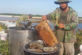 Luyện ong làm mật ngọt từ...biển mặn, thu 2-3 triệu/ngày Luyện ong làm mật ngọt từ...biển mặn, thu 2-3 triệu/ngày