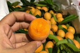 Kỳ lạ loại quả ăn vặt giá “chát”, chưa kịp về đã hết hàng Kỳ lạ loại quả ăn vặt giá “chát”, chưa kịp về đã hết hàng
