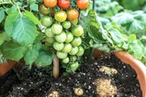 Lạ đời loại cây cà chua "đẻ" ra khoai tây, ngắm đã mắt thử ăn mới ngất ngây Lạ đời loại cây cà chua "đẻ" ra khoai tây, ngắm đã mắt thử ăn mới ngất ngây