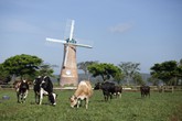 Vinamilk tiếp tục là thương hiệu được chọn mua nhiều nhất ở cả thành thị và nông thôn Vinamilk tiếp tục là thương hiệu được chọn mua nhiều nhất ở cả thành thị và nông thôn