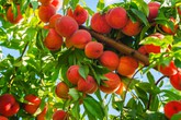 Mẹo trồng chậu đào sai trĩu quả từ hạt Mẹo trồng chậu đào sai trĩu quả từ hạt