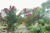 Chiêm ngưỡng vẻ kiêu sa của loài hoa dễ “gây thương nhớ” ở Hà Nội Chiêm ngưỡng vẻ kiêu sa của loài hoa dễ “gây thương nhớ” ở Hà Nội