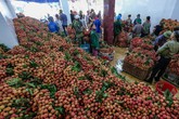 Giá vải thiều càng vào chính vụ giá càng tăng sốc Giá vải thiều càng vào chính vụ giá càng tăng sốc