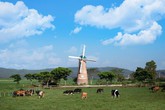 Review “tour” tham quan trang trại bò sữa siêu hot: gợi ý tuyệt vời cho gia đình hè này Review “tour” tham quan trang trại bò sữa siêu hot: gợi ý tuyệt vời cho gia đình hè này