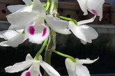 Chiêm ngưỡng những giò lan đột biến có giá trị bạc tỷ ở Thái Bình Chiêm ngưỡng những giò lan đột biến có giá trị bạc tỷ ở Thái Bình