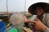 Sứa nổi đầy sông, dân dong nghe đi vớt cả tạ, thu tiền triệu cả ngày Sứa nổi đầy sông, dân dong nghe đi vớt cả tạ, thu tiền triệu cả ngày