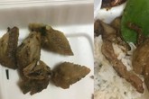 Đặt cơm qua mạng, nhận suất ăn với 5 miếng xương gà và lời giải thích 'khó đỡ' của chủ quán Đặt cơm qua mạng, nhận suất ăn với 5 miếng xương gà và lời giải thích 'khó đỡ' của chủ quán