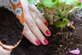 Mang thức ăn thừa ủ đúng chỗ này, 3 tháng sau cây mọc xanh um, hái mỏi tay không hết Mang thức ăn thừa ủ đúng chỗ này, 3 tháng sau cây mọc xanh um, hái mỏi tay không hết